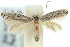  (Elachista eriodes - 10ANIC-04670)  @14 [ ] CreativeCommons - Attribution (2010) CBG Photography Group Centre for Biodiversity Genomics