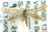  (Elachista gerasmia - 10ANIC-04673)  @14 [ ] CreativeCommons - Attribution (2010) CBG Photography Group Centre for Biodiversity Genomics