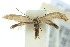 ( - 10ANIC-04674)  @13 [ ] CreativeCommons - Attribution (2010) CBG Photography Group Centre for Biodiversity Genomics