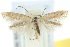  ( - 10ANIC-04675)  @14 [ ] CreativeCommons - Attribution (2010) CBG Photography Group Centre for Biodiversity Genomics