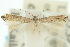 (Elachista crumilla - 10ANIC-04678)  @13 [ ] CreativeCommons - Attribution (2010) CBG Photography Group Centre for Biodiversity Genomics