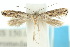 (Elachista magidina - 10ANIC-04681)  @13 [ ] CreativeCommons - Attribution (2010) CBG Photography Group Centre for Biodiversity Genomics