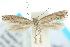  (Elachista velutina - 10ANIC-04685)  @13 [ ] CreativeCommons - Attribution (2010) CBG Photography Group Centre for Biodiversity Genomics