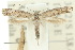  ( - 10ANIC-04689)  @12 [ ] CreativeCommons - Attribution (2010) CBG Photography Group Centre for Biodiversity Genomics