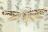  (Elachista ophelma - 10ANIC-04693)  @13 [ ] CreativeCommons - Attribution (2010) CBG Photography Group Centre for Biodiversity Genomics