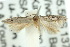  (Elachista crenatella - 10ANIC-04697)  @13 [ ] CreativeCommons - Attribution (2010) CBG Photography Group Centre for Biodiversity Genomics