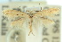  (Elachista mundula - 10ANIC-04699)  @13 [ ] CreativeCommons - Attribution (2010) CBG Photography Group Centre for Biodiversity Genomics