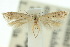 ( - 10ANIC-04700)  @13 [ ] CreativeCommons - Attribution (2010) CBG Photography Group Centre for Biodiversity Genomics