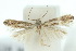  ( - 10ANIC-04702)  @13 [ ] CreativeCommons - Attribution (2010) CBG Photography Group Centre for Biodiversity Genomics