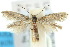  (Elachista faberella - 10ANIC-04706)  @15 [ ] CreativeCommons - Attribution (2010) CBG Photography Group Centre for Biodiversity Genomics