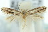  ( - 10ANIC-04708)  @13 [ ] CreativeCommons - Attribution (2010) CBG Photography Group Centre for Biodiversity Genomics