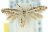  (Elachista catagma - 10ANIC-04709)  @13 [ ] CreativeCommons - Attribution (2010) CBG Photography Group Centre for Biodiversity Genomics