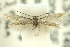  ( - 10ANIC-04711)  @12 [ ] CreativeCommons - Attribution (2010) CBG Photography Group Centre for Biodiversity Genomics