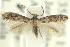  (Elachista cynopa - 10ANIC-04716)  @13 [ ] CreativeCommons - Attribution (2010) CBG Photography Group Centre for Biodiversity Genomics