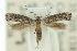  ( - 10ANIC-04717)  @13 [ ] CreativeCommons - Attribution (2010) CBG Photography Group Centre for Biodiversity Genomics