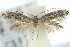  ( - 10ANIC-04721)  @15 [ ] CreativeCommons - Attribution (2010) CBG Photography Group Centre for Biodiversity Genomics