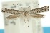 (Elachista paragauda - 10ANIC-04725)  @15 [ ] CreativeCommons - Attribution (2010) CBG Photography Group Centre for Biodiversity Genomics