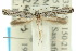  (Elachista toralis - 10ANIC-04729)  @14 [ ] CreativeCommons - Attribution (2010) CBG Photography Group Centre for Biodiversity Genomics