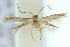  (Elachista diligens - 10ANIC-04733)  @13 [ ] CreativeCommons - Attribution (2010) CBG Photography Group Centre for Biodiversity Genomics
