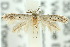  (Elachista nodosae - 10ANIC-04735)  @13 [ ] CreativeCommons - Attribution (2010) CBG Photography Group Centre for Biodiversity Genomics