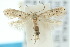  ( - 10ANIC-04742)  @13 [ ] CreativeCommons - Attribution (2010) CBG Photography Group Centre for Biodiversity Genomics