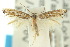  ( - 10ANIC-04747)  @12 [ ] CreativeCommons - Attribution (2010) CBG Photography Group Centre for Biodiversity Genomics