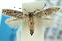  (Elachista illota - 10ANIC-04751)  @13 [ ] CreativeCommons - Attribution (2010) CBG Photography Group Centre for Biodiversity Genomics