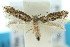  (Elachista platysma - 10ANIC-04759)  @13 [ ] CreativeCommons - Attribution (2010) CBG Photography Group Centre for Biodiversity Genomics