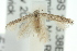 (Elachista patania - 10ANIC-04764)  @13 [ ] CreativeCommons - Attribution (2010) CBG Photography Group Centre for Biodiversity Genomics