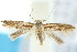  ( - 10ANIC-04791)  @12 [ ] CreativeCommons - Attribution (2010) CBG Photography Group Centre for Biodiversity Genomics