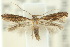  (Elachista ophthalma - 10ANIC-04793)  @13 [ ] CreativeCommons - Attribution (2010) CBG Photography Group Centre for Biodiversity Genomics