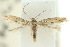  (Elachista strenua - 10ANIC-04800)  @14 [ ] CreativeCommons - Attribution (2010) CBG Photography Group Centre for Biodiversity Genomics