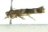  ( - 10ANIC-04805)  @12 [ ] CreativeCommons - Attribution (2010) CBG Photography Group Centre for Biodiversity Genomics