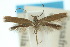  ( - 10ANIC-04809)  @13 [ ] CreativeCommons - Attribution (2010) CBG Photography Group Centre for Biodiversity Genomics