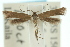  ( - 10ANIC-04810)  @13 [ ] CreativeCommons - Attribution (2010) CBG Photography Group Centre for Biodiversity Genomics