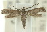 (Elachista physalodes - 10ANIC-04815)  @13 [ ] CreativeCommons - Attribution (2010) CBG Photography Group Centre for Biodiversity Genomics