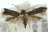  ( - 10ANIC-04818)  @13 [ ] CreativeCommons - Attribution (2010) CBG Photography Group Centre for Biodiversity Genomics