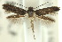  (Elachista menura - 10ANIC-04819)  @14 [ ] CreativeCommons - Attribution (2010) CBG Photography Group Centre for Biodiversity Genomics