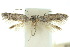 ( - 10ANIC-04824)  @11 [ ] CreativeCommons - Attribution (2010) CBG Photography Group Centre for Biodiversity Genomics