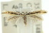  ( - 10ANIC-04829)  @13 [ ] CreativeCommons - Attribution (2010) CBG Photography Group Centre for Biodiversity Genomics