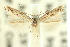  (Elachista fucosa - 10ANIC-04843)  @13 [ ] CreativeCommons - Attribution (2010) CBG Photography Group Centre for Biodiversity Genomics