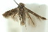  (Elachista aurita - 10ANIC-04845)  @11 [ ] CreativeCommons - Attribution (2010) CBG Photography Group Centre for Biodiversity Genomics