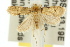  ( - 10ANIC-04848)  @14 [ ] CreativeCommons - Attribution (2010) CBG Photography Group Centre for Biodiversity Genomics