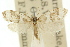  (Lepidoscia acropolia - 10ANIC-04917)  @11 [ ] CreativeCommons - Attribution (2010) CBG Photography Group Centre for Biodiversity Genomics