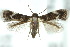  (Elachista nielsencommelinae - 10ANIC-04949)  @13 [ ] CreativeCommons - Attribution (2010) CBG Photography Group Centre for Biodiversity Genomics