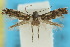  ( - 10ANIC-04951)  @13 [ ] CreativeCommons - Attribution (2010) CBG Photography Group Centre for Biodiversity Genomics