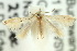  ( - 10ANIC-04952)  @13 [ ] CreativeCommons - Attribution (2010) CBG Photography Group Centre for Biodiversity Genomics