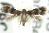  (Elachista cyanea - 10ANIC-04960)  @13 [ ] CreativeCommons - Attribution (2010) CBG Photography Group Centre for Biodiversity Genomics