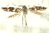  ( - 10ANIC-04964)  @13 [ ] CreativeCommons - Attribution (2010) CBG Photography Group Centre for Biodiversity Genomics