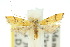  ( - 10ANIC-05007)  @11 [ ] CreativeCommons - Attribution (2010) CBG Photography Group Centre for Biodiversity Genomics